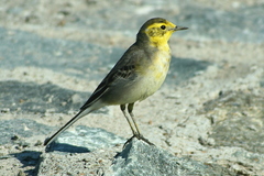 Citrine Wagtail